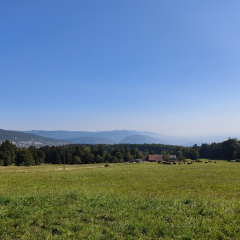 IMG 20250826 104547. Vergrösserte Ansicht